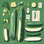 西葫芦多样形态插画展示