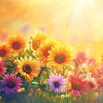 阳光花海中的绚烂向日葵