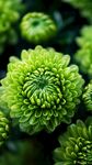 翠绿菊花绽放生机