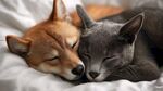 猫狗同眠温馨瞬间