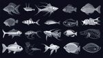多样鱼类插画集合