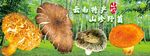 野生菌海报