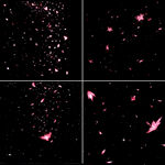 4套花瓣纷飞免扣背景素材