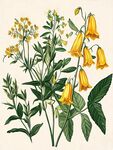 黄色花卉植物插画