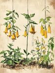 复古风悬铃花植物插画