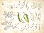 手绘辣椒与香叶插画