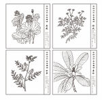 中草药手绘图