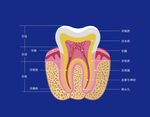 牙齿解刨图
