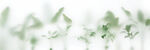 雾气磨砂膜效果绿植贴图 