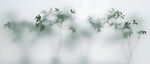 雾气磨砂膜效果绿植贴图