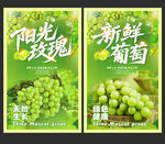 阳光玫瑰