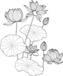 荷花线稿图 矢量图