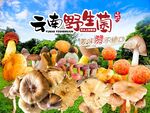 野生菌