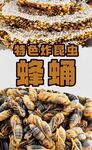 蜂蛹