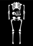 人体骨骼