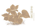 金线莲插画
