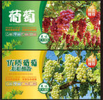 葡萄