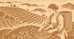采茶插画