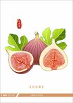 新鲜无花果插画展示