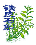 铁皮石斛植物插画