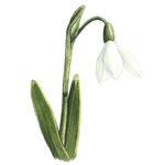 白色雪花莲插画