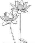手绘荷花线条图 矢量图
