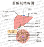 肝脏解剖结构示意图