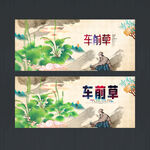 车前草