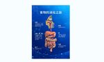 呼吸系统展板