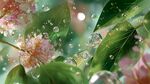 雨后繁花绿叶水珠美景