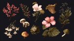 复古风植物与蘑菇插画集