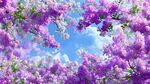 梦幻紫花绽放蓝天之下