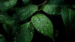 雨润绿叶