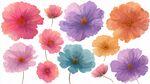 多彩波斯菊插画花朵集合