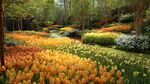 春日绚烂郁金香花园景观