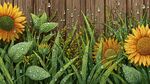 雨后向日葵与绿叶景致