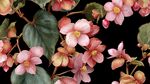粉色海棠花卉精美图案