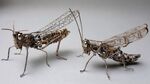 机械仿生蚱蜢模型展示