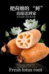 新鲜莲藕食材海报