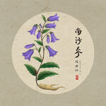 手绘南沙参