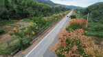 山间公路旁绚烂花丛景色