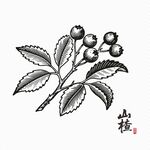手绘山楂枝叶图