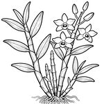 铁皮石斛 中药材矢量图