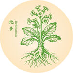 地黄中草药草本植物插画