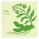 黄精中药材草本植物插画