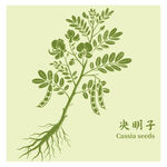 决明子植物手绘插画图