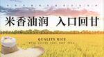 五常大米海报优质大米香米海报