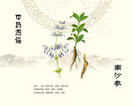 沙参植物插画展示