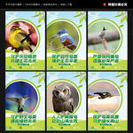 保护鸟类展板