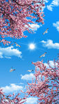 仰视蓝天白云樱花